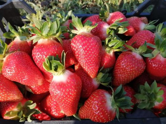 Клубника "ЛЮЧИЯ" (6 шт.)